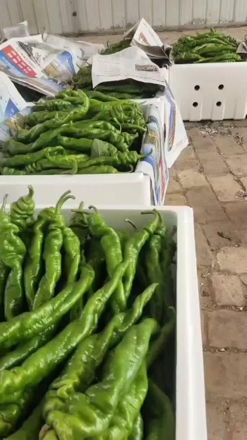 螺丝椒