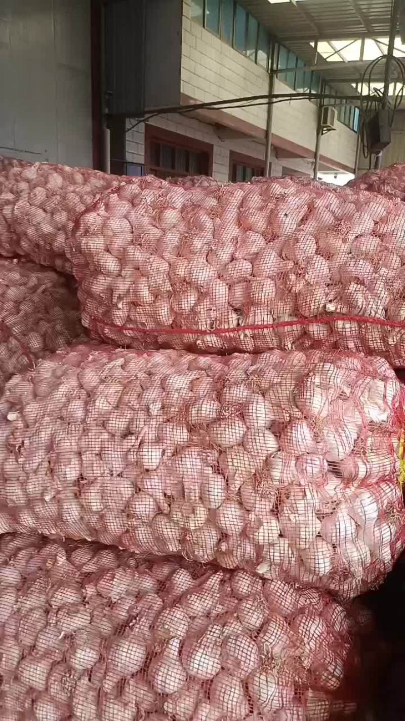 江苏射阳黑龙一号蒜种
