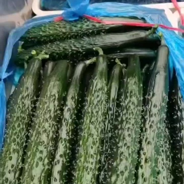 黄瓜