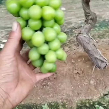 阳光玫瑰