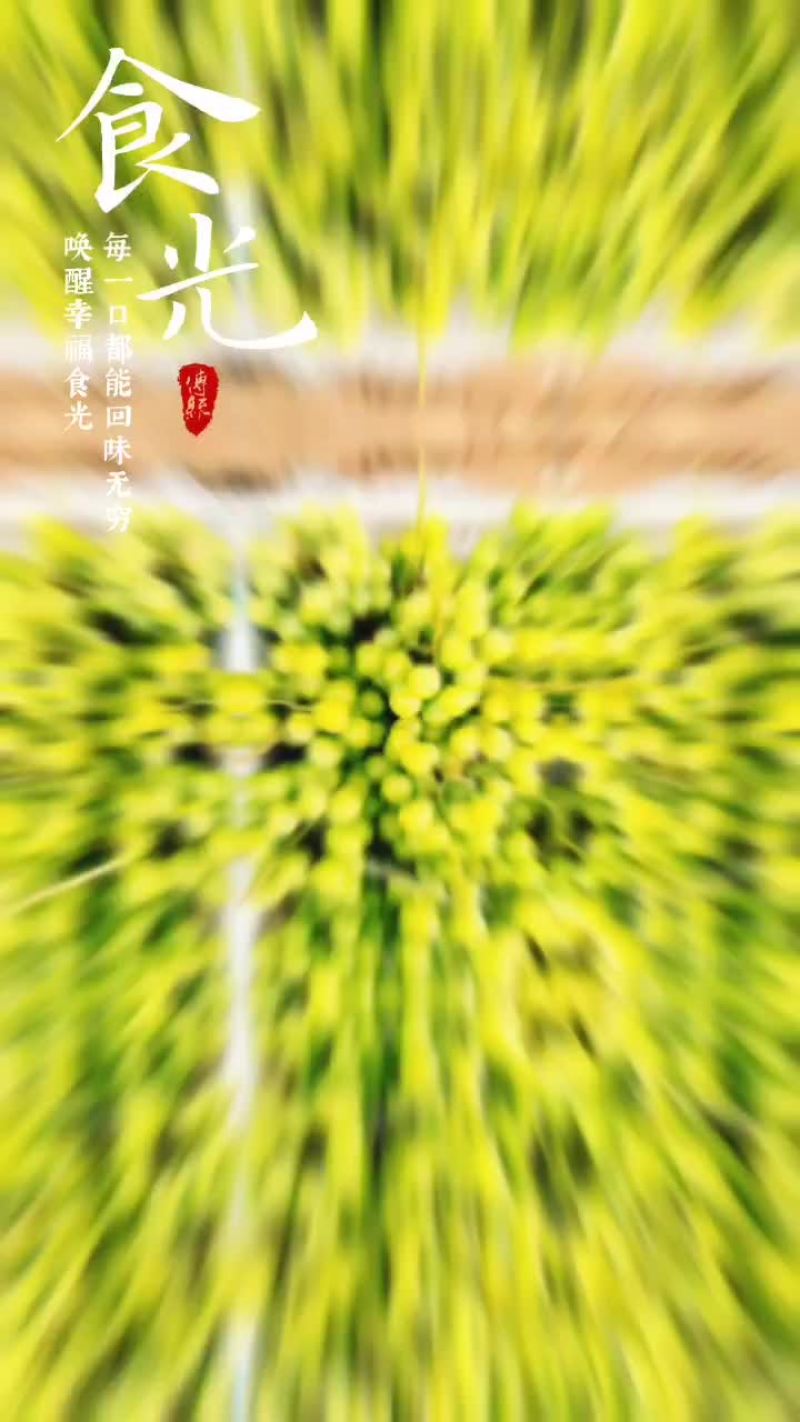 阳光玫瑰