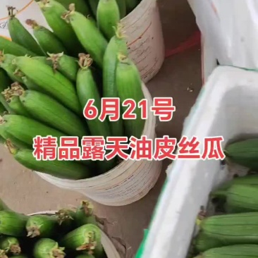 产地直供精品露天油皮丝瓜