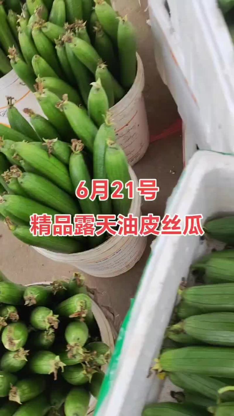 产地直供精品露天油皮丝瓜