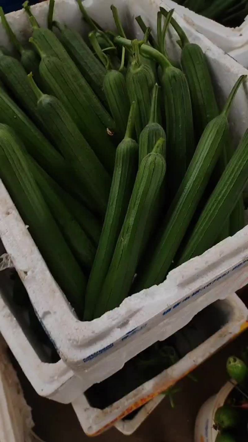 产地直供精品露天油皮丝瓜