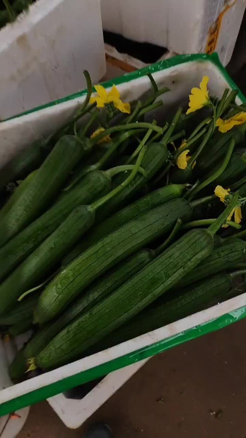 产地直供精品露天油皮丝瓜
