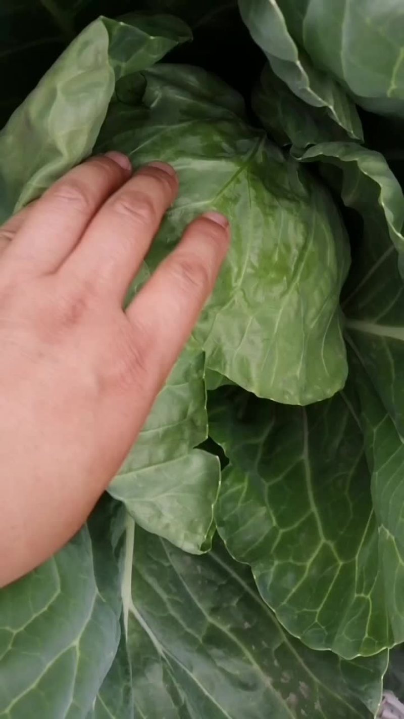 甘蓝