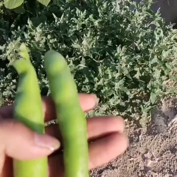 精品蚕豆甘肃蚕豆，大量上市质量保证，欢迎咨询全国发货