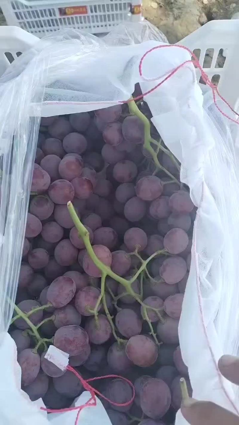 大量供应陕西渭南地区红提葡萄