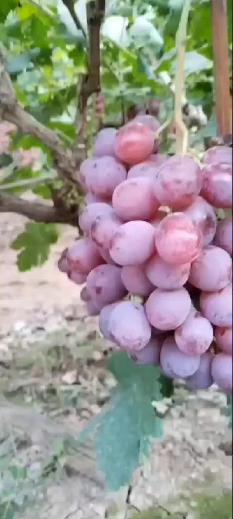 大量供应陕西渭南地区红提葡萄