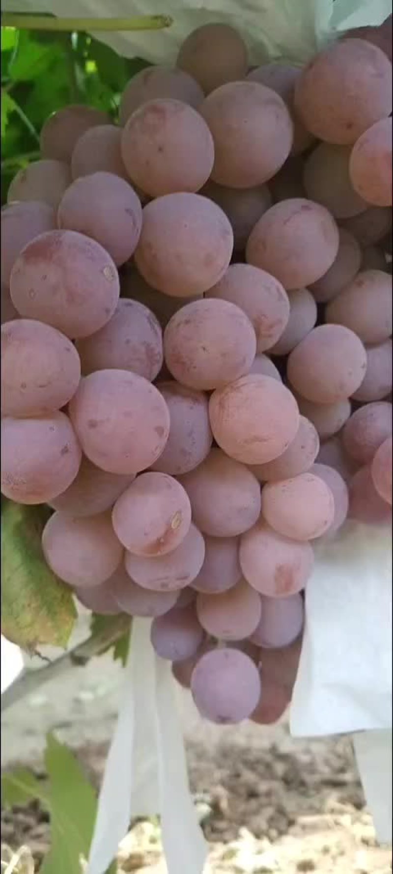 大量供应陕西渭南地区红提葡萄