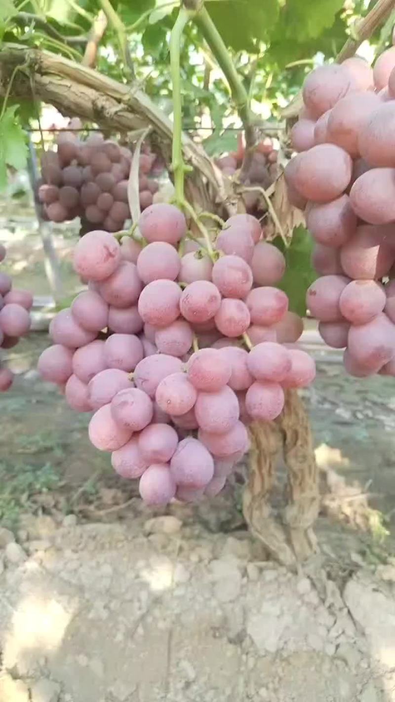 大量供应陕西渭南地区红提葡萄