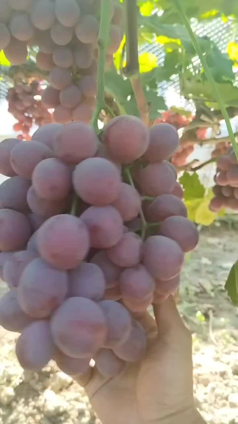大量供应陕西渭南地区红提葡萄