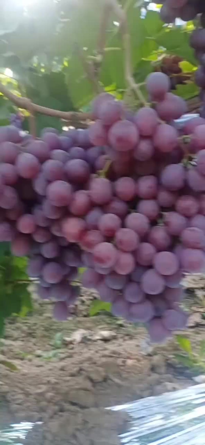 大量供应陕西渭南地区红提葡萄