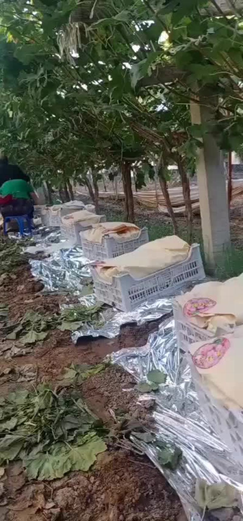 大量供应陕西渭南地区红提葡萄