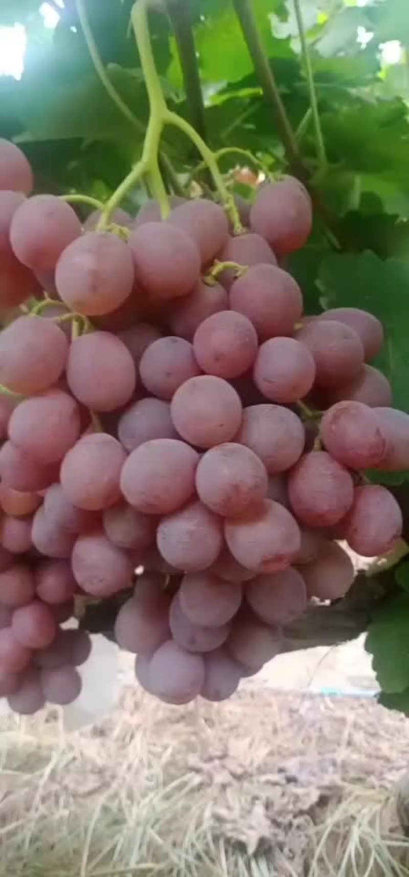 大量供应陕西渭南地区红提葡萄