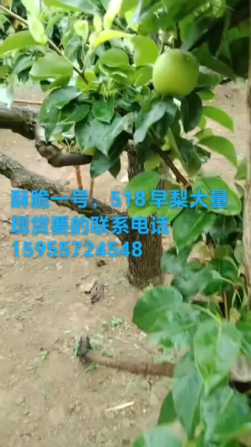 皮薄汁多无渣