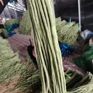 宿州埇桥青条豆角大量有货