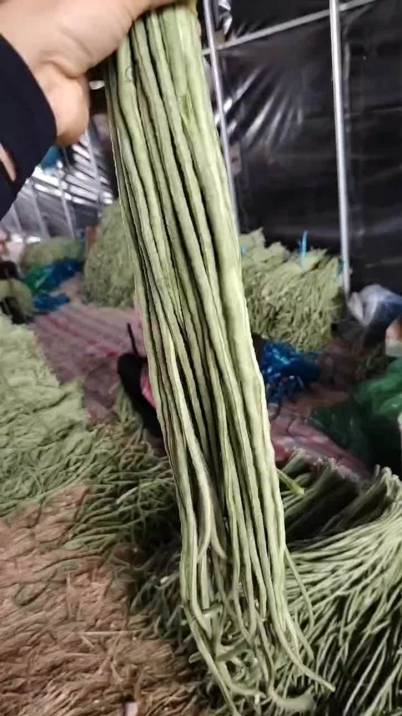 宿州埇桥青条豆角大量有货