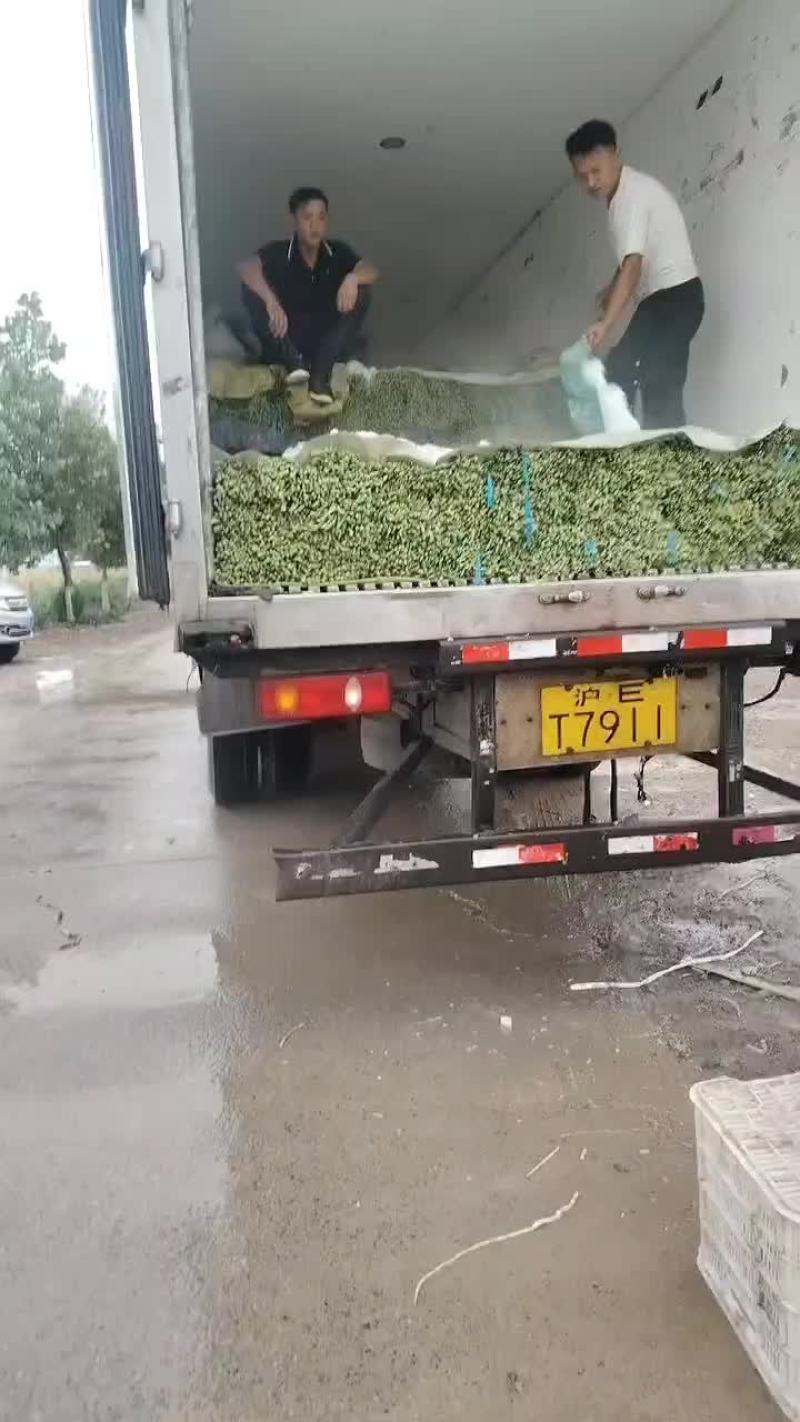 宿州埇桥青条豆角大量有货