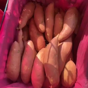 烟薯25，板栗薯，榴莲蜜薯，哈密，龙薯九