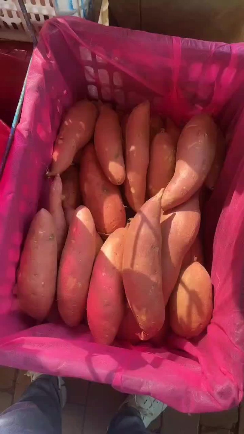 烟薯25，板栗薯，榴莲蜜薯，哈密，龙薯九