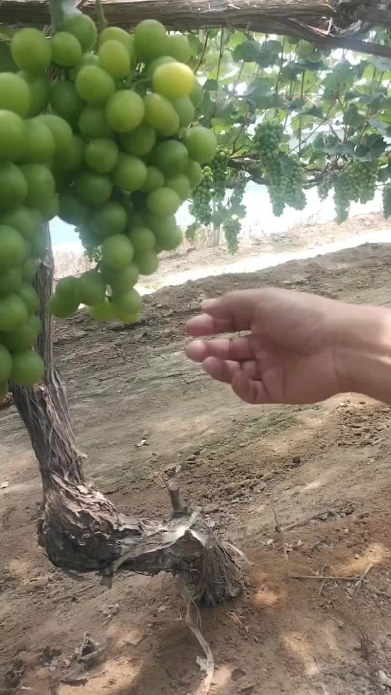 阳光玫瑰河北阳光玫瑰河北葡萄大量供应可视频看货