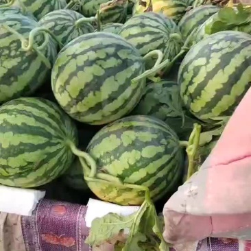台农种的无籽美都麒麟西瓜大量接单，颗颗都是小钢炮，精品货