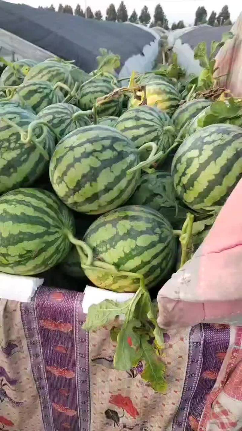 台农种的无籽美都麒麟西瓜大量接单，颗颗都是小钢炮，精品货