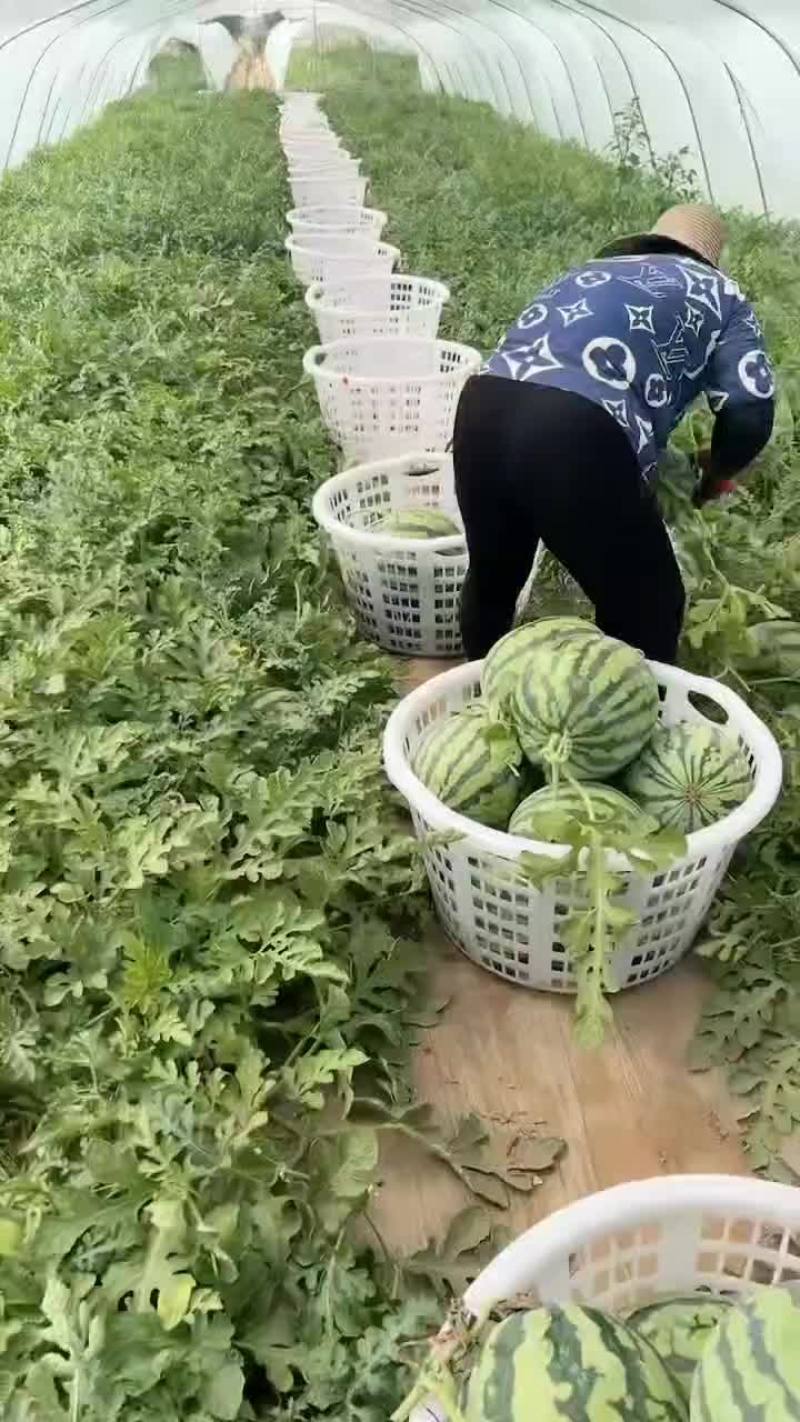 台农种的无籽美都麒麟西瓜大量接单，颗颗都是小钢炮，精品货