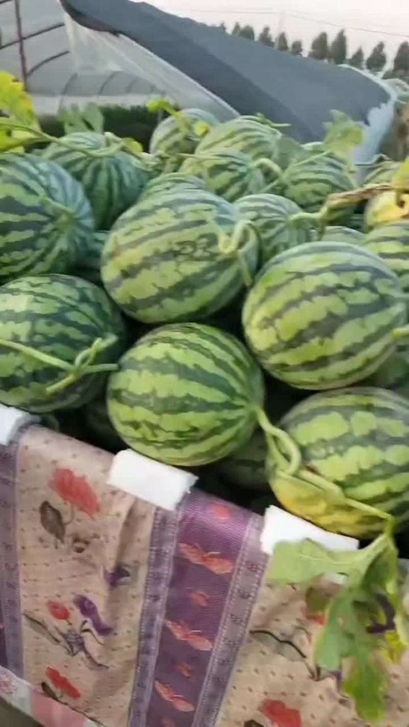 台农种的无籽美都麒麟西瓜大量接单，颗颗都是小钢炮，精品货