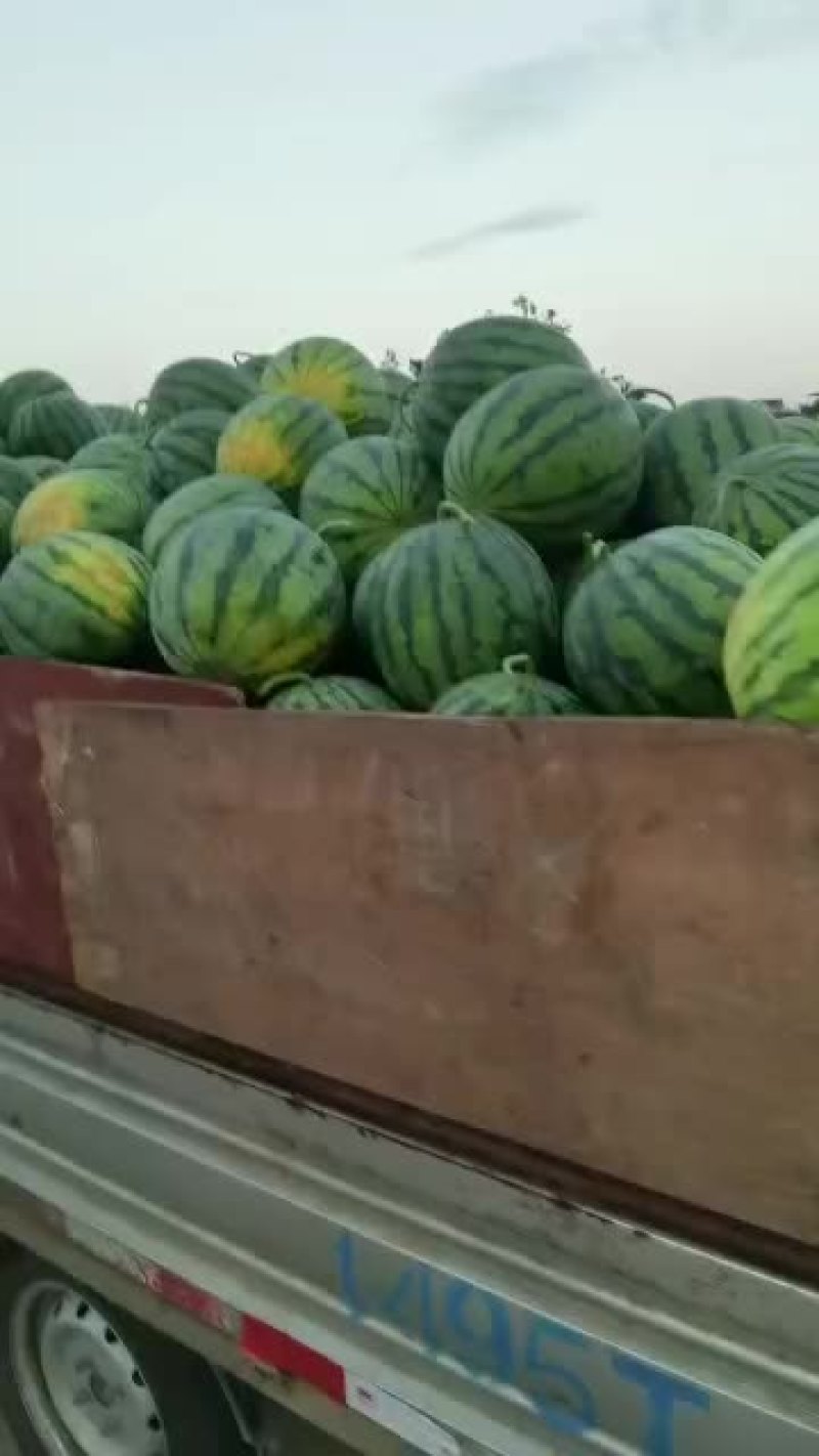 精品802无上水，甜度高，米米黑，质量有保障