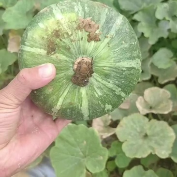 板栗南瓜开始了，需要的抓紧时间