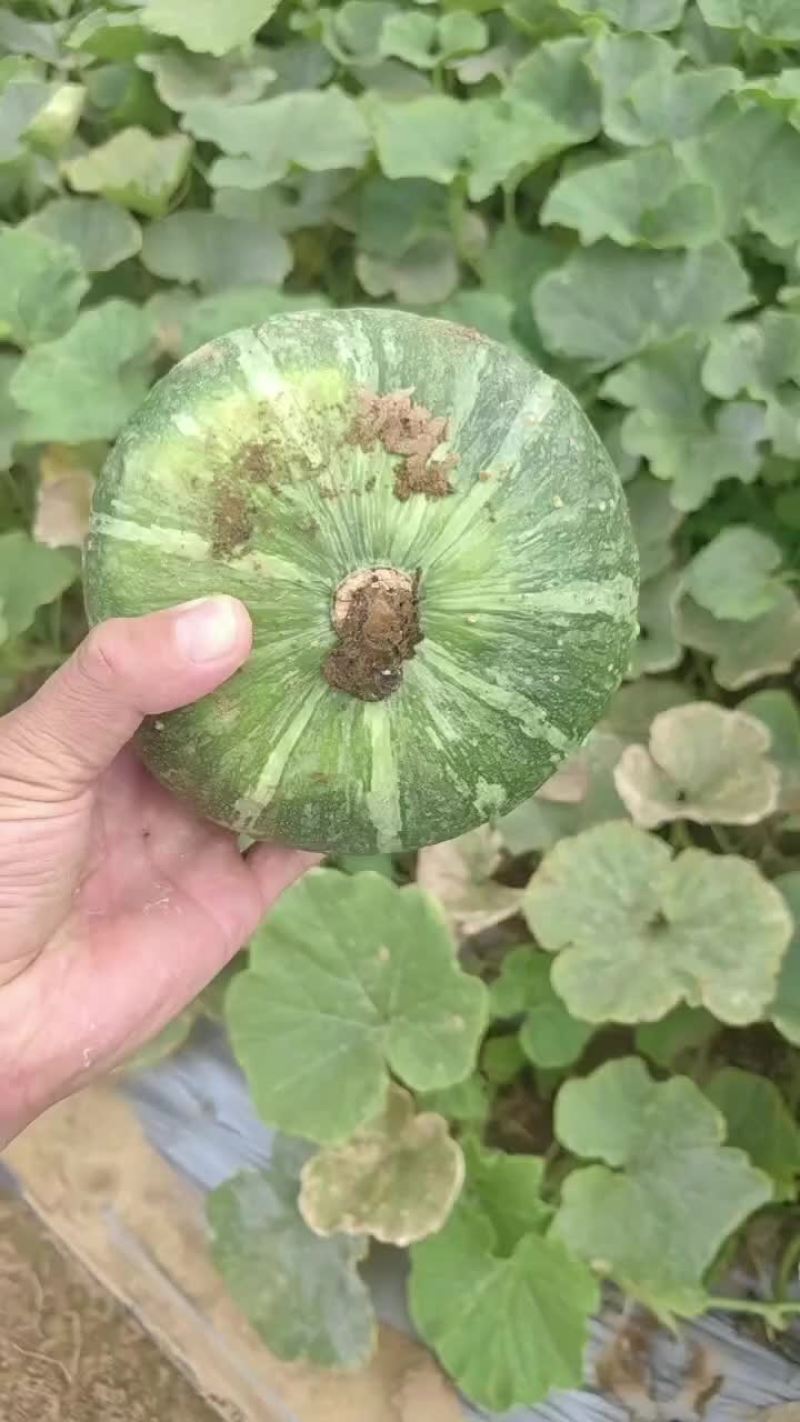 板栗南瓜开始了，需要的抓紧时间