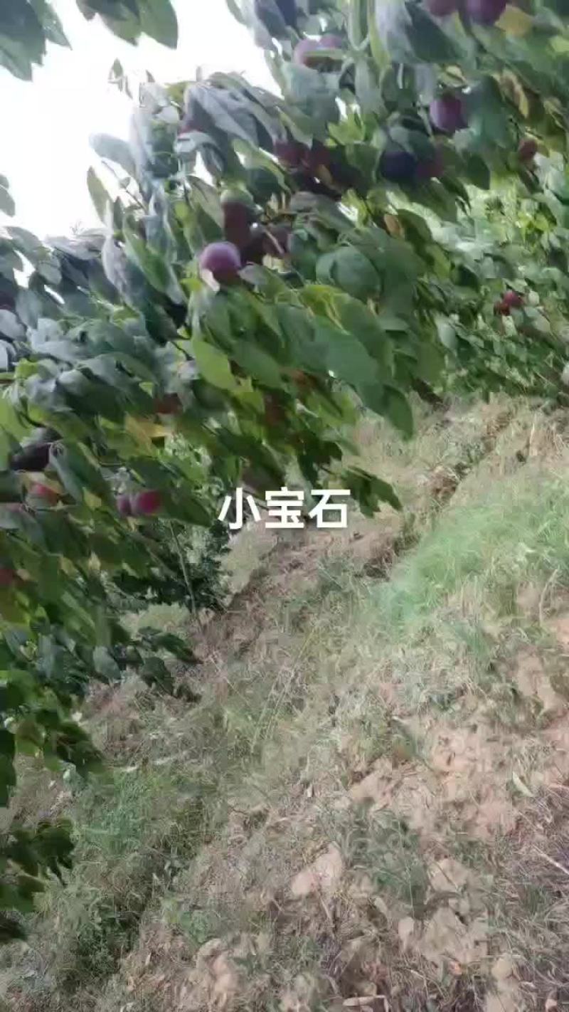 小宝石已大量上市，量大价优