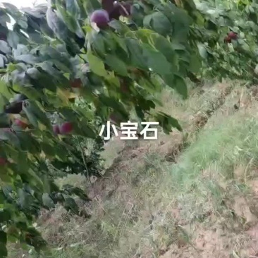 小宝石已大量上市，量大价优