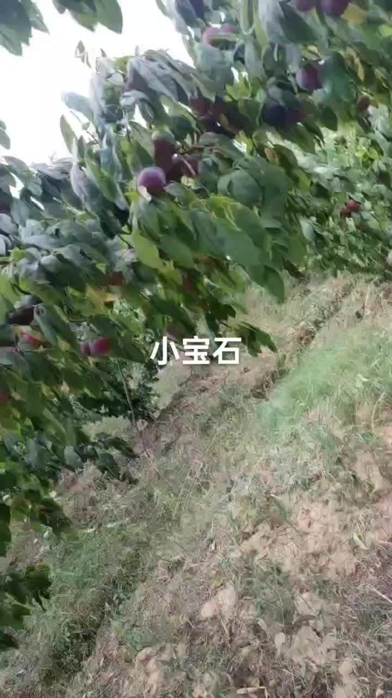 小宝石已大量上市，量大价优
