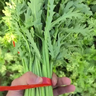 茼蒿