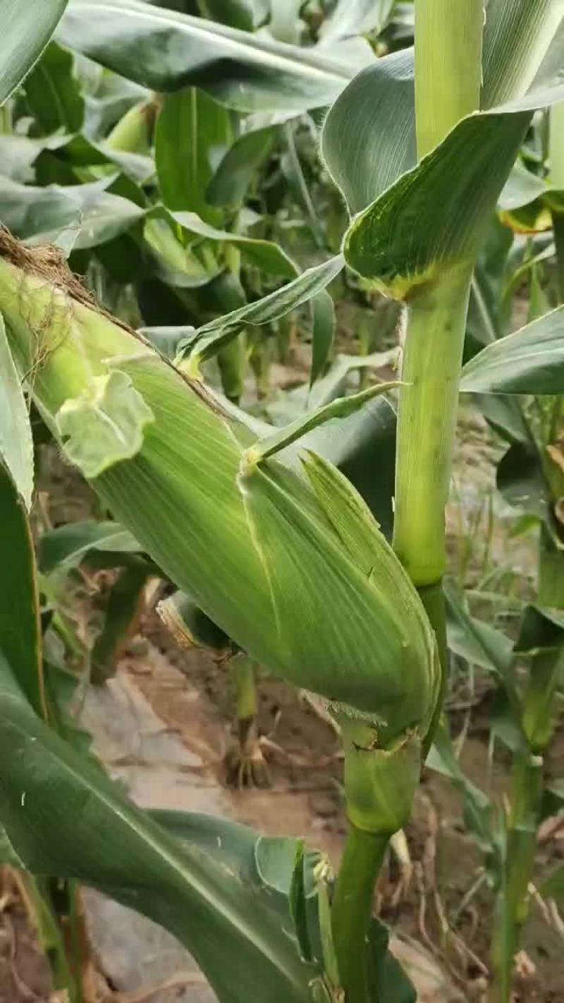 甜玉米，白