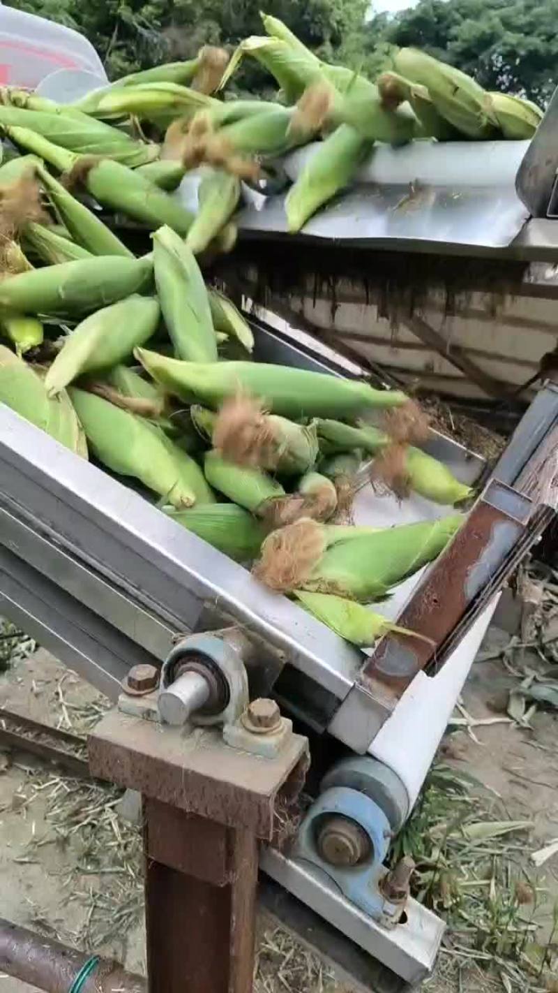 甜玉米，白