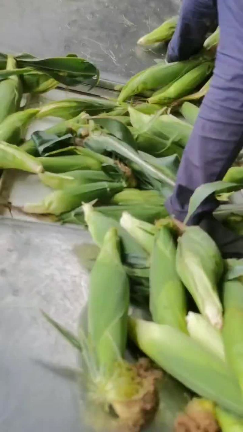 甜玉米，白