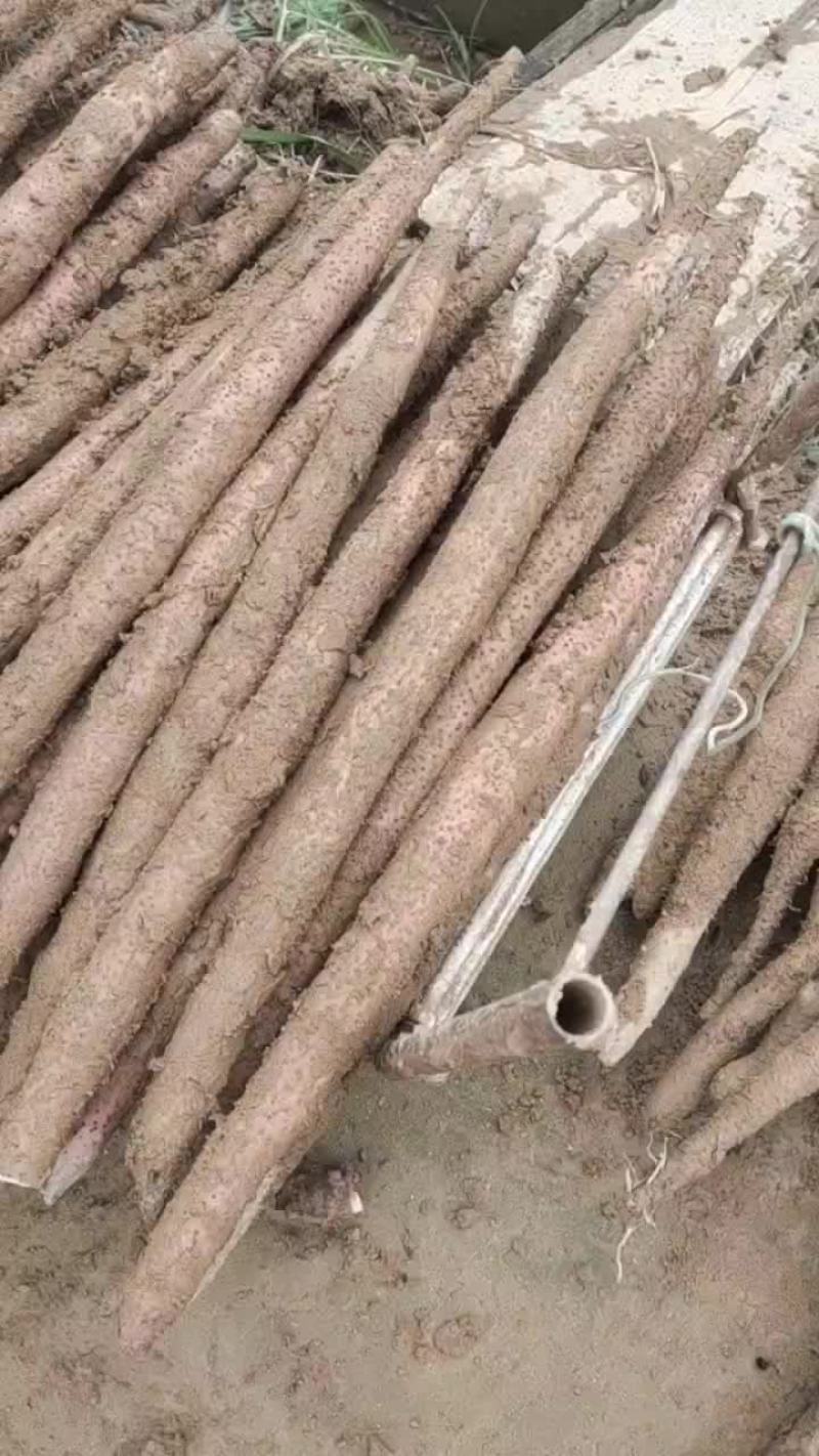 红皮小叶淮山有看上的吗？