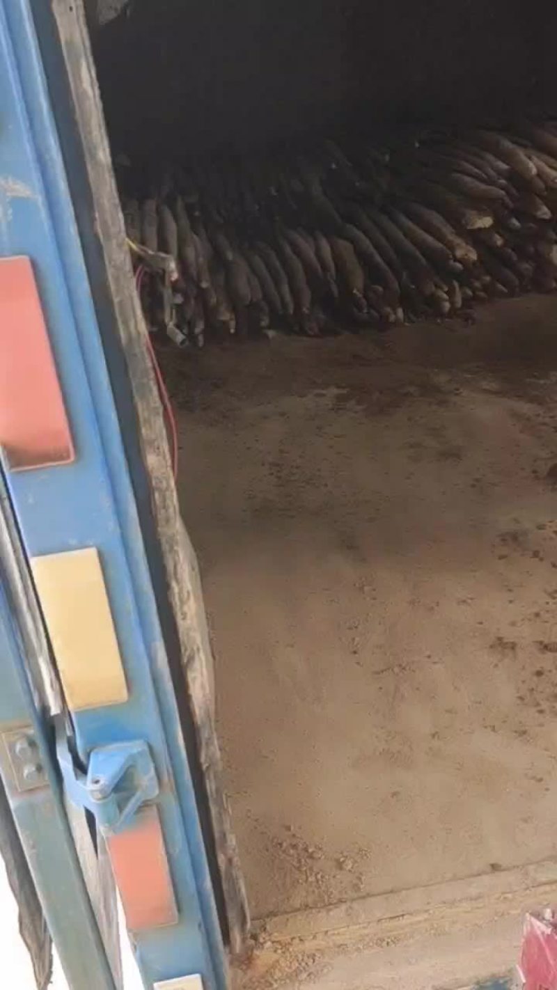 红皮小叶淮山有看上的吗？
