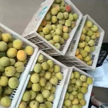 八三黄桃大量上市