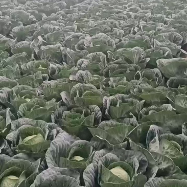 中甘甘蓝，产地直销，欢迎老板现场，视频看货，质量保证，