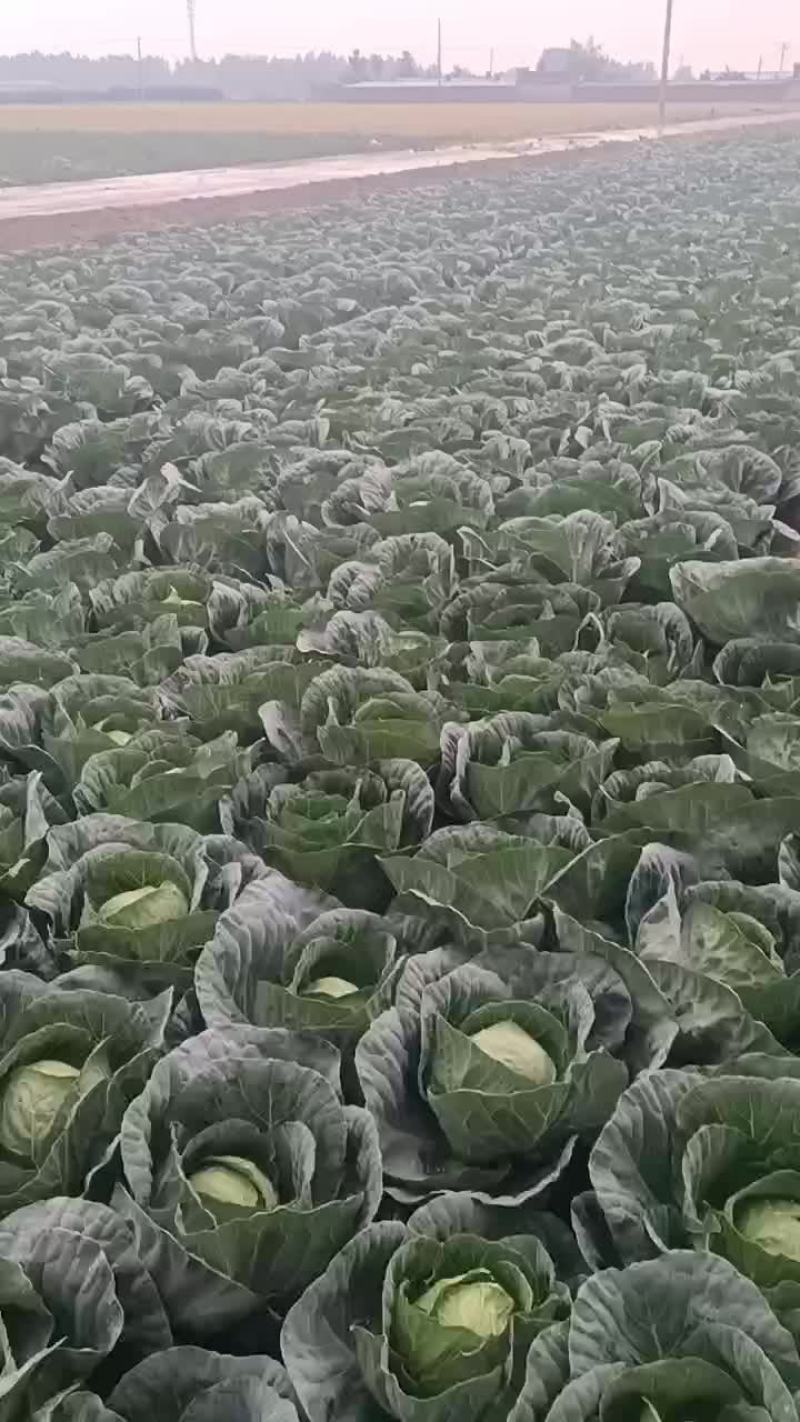 中甘甘蓝，产地直销，欢迎老板现场，视频看货，质量保证，