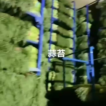 蒜苔