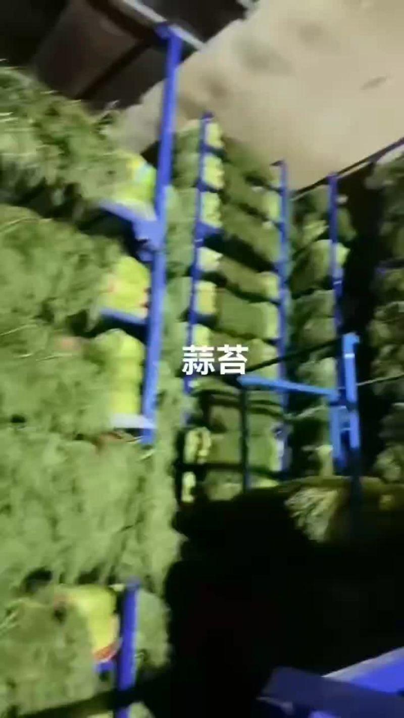 蒜苔