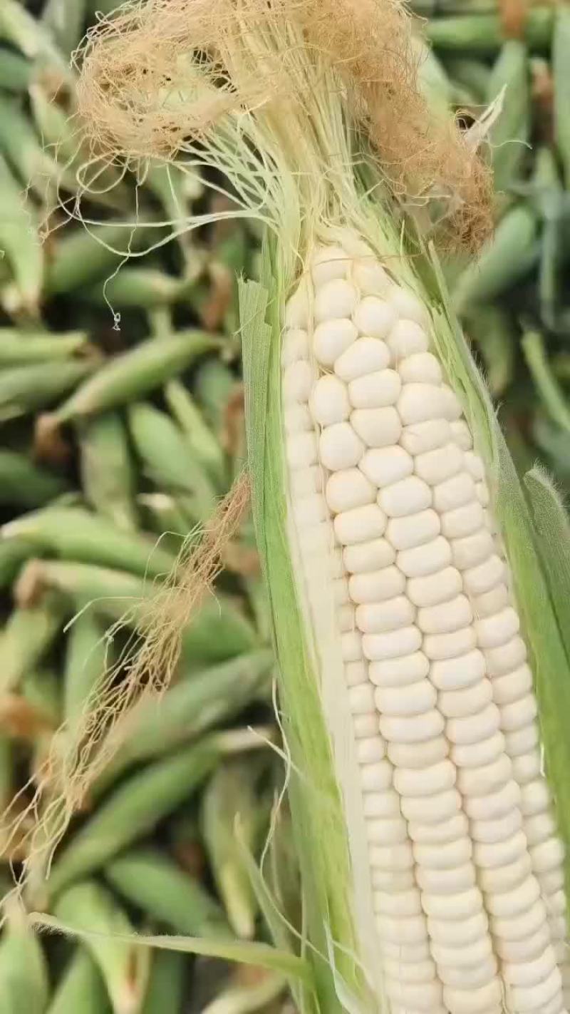 中甘甘蓝，产地直销，欢迎老板现场，视频看货，质量保证，
