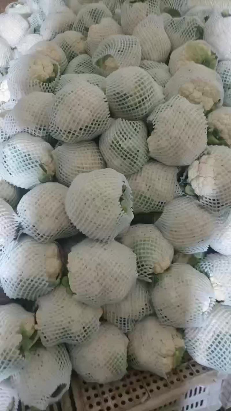 中甘甘蓝，产地直销，欢迎老板现场，视频看货，质量保证，