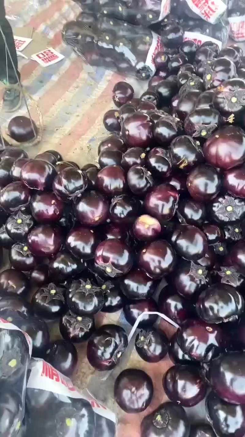 中甘甘蓝，产地直销，欢迎老板现场，视频看货，质量保证，